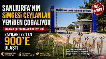 Şanlıurfa’da Koruma Altındaki Ceylanların Sayısı 900’e Ulaştı