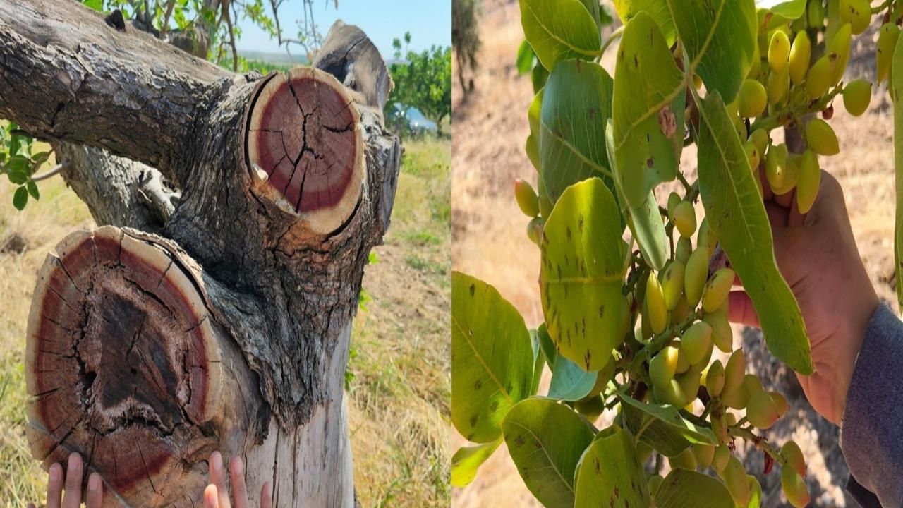 Hilvan'da Fıstık ve Zeytin Bahçelerinde Hastalık ve Zararlı İncelemesi