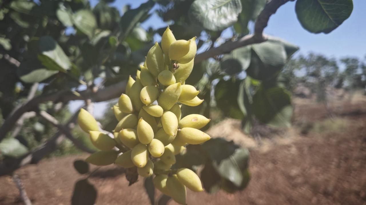 Keten Köynek Fıstığında İkinci Yıl da Hüsran