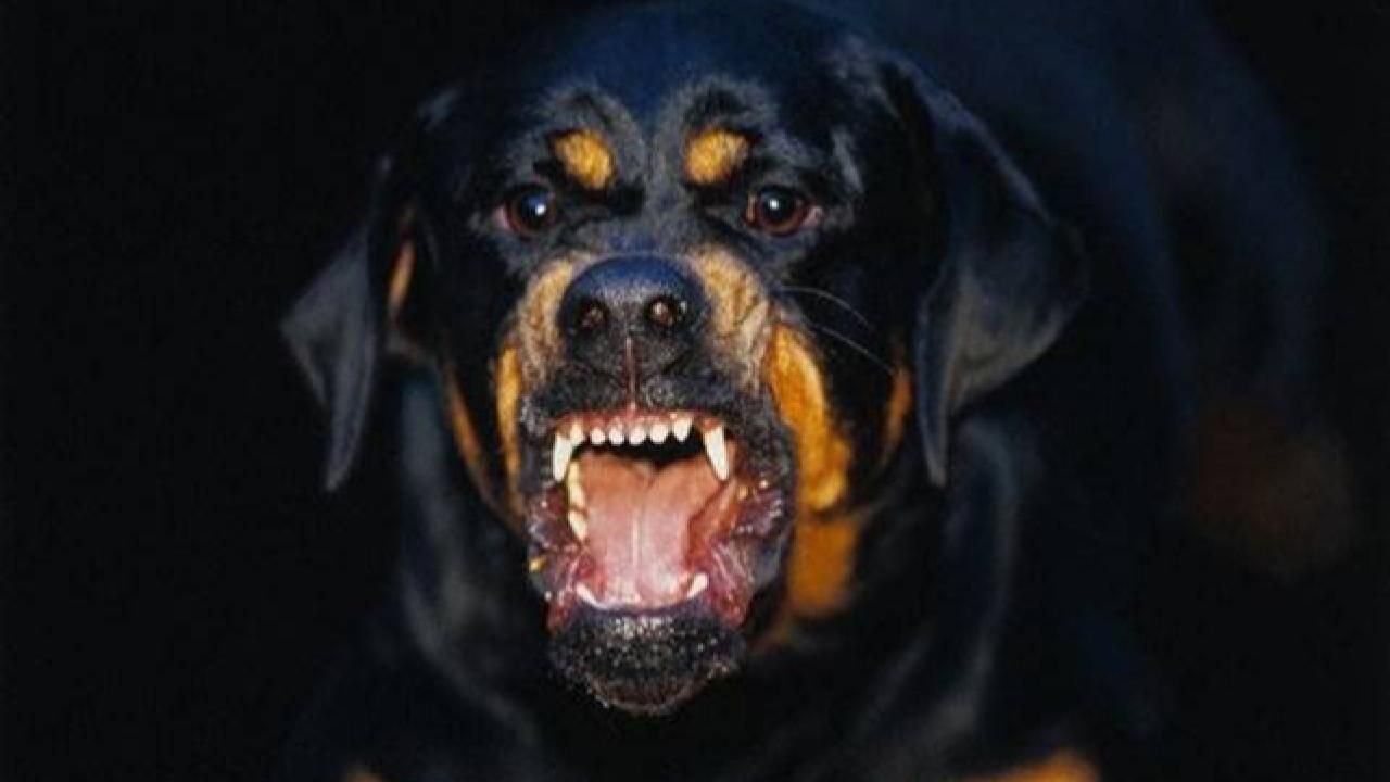 Urfa'da 6 Yaşındaki Çocuk Sahipsiz Köpeklerin Saldırısına Uğradı