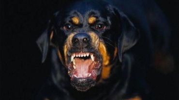 Urfa'da 6 Yaşındaki Çocuk Sahipsiz Köpeklerin Saldırısına Uğradı