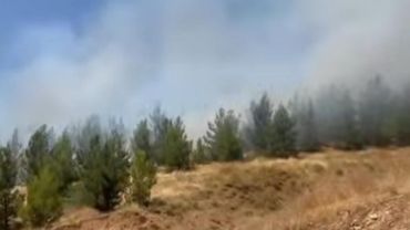 Urfa’nın İlçesinde Ormanlık Alanda Yangın Çıktı